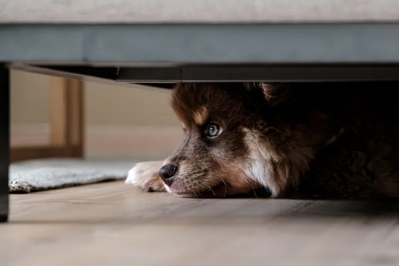 When the Sky Booms: A Middle Georgia Pet Owner's Survival Guide for Fireworks Season